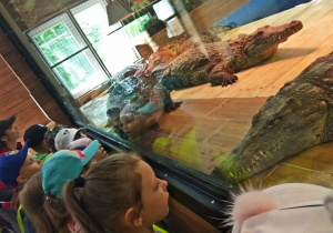 Dzieci oglądają krokodyle nilowe